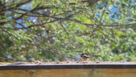 Nuthatch and chickadee wild bird eating suet seed on balcony in winter snow 스톡 동영상 330289509