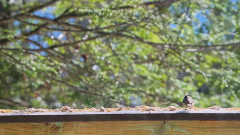 Nuthatch and chickadee wild bird eating suet seed on balcony in winter snow Stock Footage 330290232