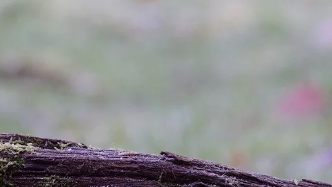Nuthatch and a great tit search feed on the wood Video stock 104600933
