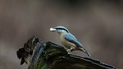 Nuthatch and a marsh tit looking for food on a dead wood with rain Video stock 206065540