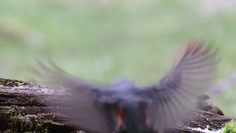 Nuthatch and marsh tit search feed on the wood, winter Video stock 104549752