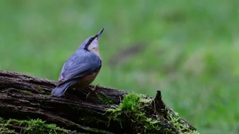 Nuthatch and a marsh tit searchs food on the deadwood, winter Stock Footage 137004394