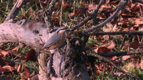 Nuthatch and  tit on a trunk on the ground Stock Footage 207673839