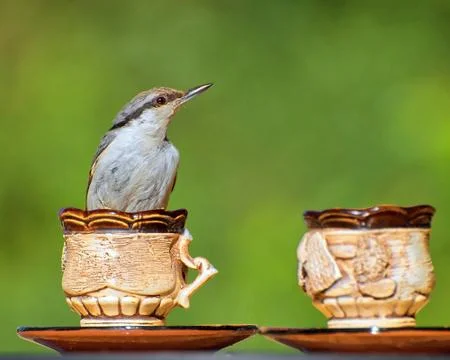 A nuthatch and two ceramic coffee pairs on a green background. Stock Photos