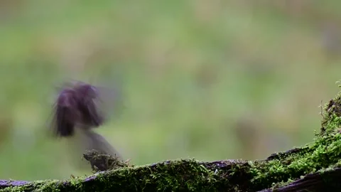 Nuthatch and two marsh tits searchs food on the deadwood, winter Stock Footage 138003456