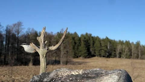Nuthatch arriving to get something to eat. Stock-Footage 295820867