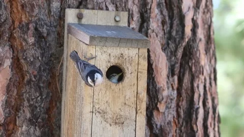 Nuthatch baby begging its parent in northern California Stock Footage 345592297