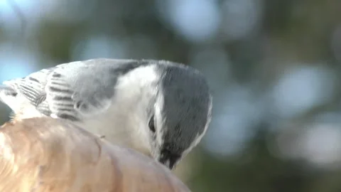 Nuthatch in backyard Stock Footage 229984117