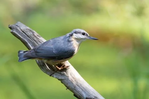 Nuthatch in beautiful pose on a branch Stock Photos