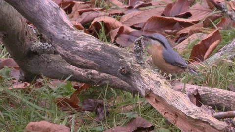 Nuthatch between branches on the ground Stock Footage 207685901