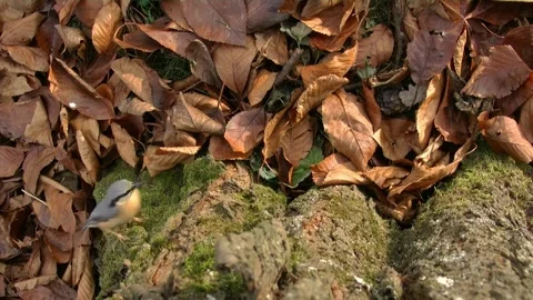 Nuthatch between leaves on the ground Stock Footage 207681583