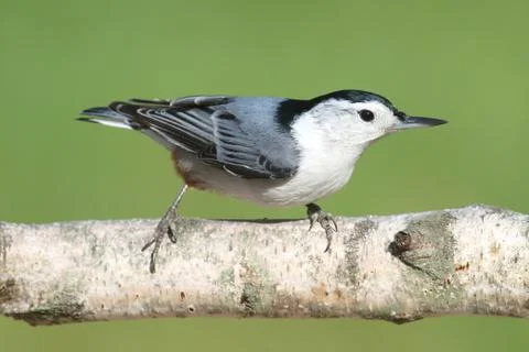 Nuthatch on a birch tree Stock Photos