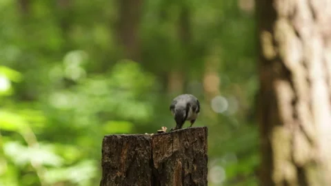 Nuthatch bird eats and collects food in the forest close-up Stock Footage 247055238