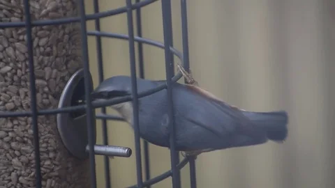 Nuthatch on Bird Feeder 動画素材 71244631