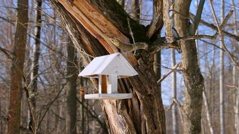 Nuthatch on a bird feeder in the park. Wildlife Care Concept Stock Footage 126138670