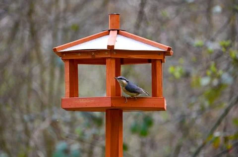 A nuthatch in the bird feeder Foto stock