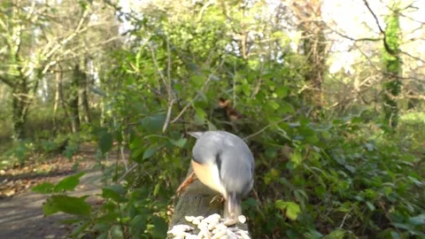 Nuthatch Bird Video stock 229770478