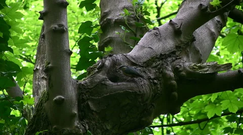 Nuthatch bird inspecting its nest in a hole in tree and flying away Stock Footage 58018028