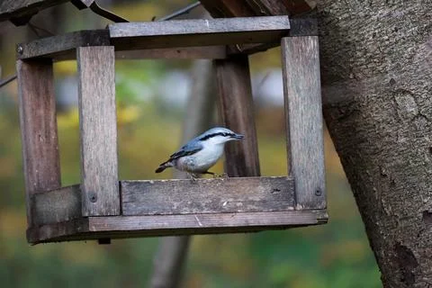 Nuthatch Bird Perched Inside Wooden Feeder In Forest Stock Photos