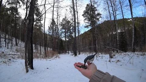 Nuthatch bird selection seed Stock-Footage 120784062