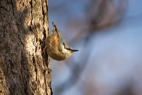 A nuthatch bird sits on a tree trunk Stock Photos