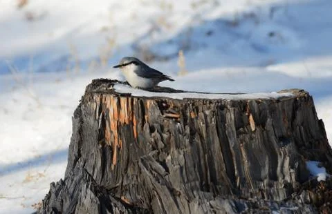 Nuthatch bird sitting Stock Photos