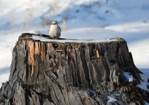 Nuthatch bird sitting on a  stump Stock Photos