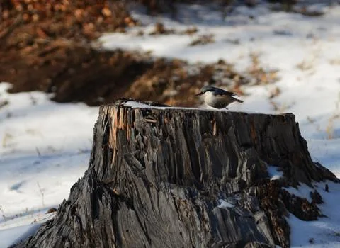 Nuthatch bird sitting on a tree stump Foto stock