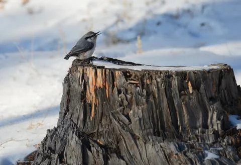 Nuthatch bird sitting on a tree stump Stock Photos