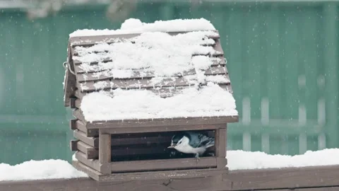 A nuthatch bird in slow motion taking seed from a bird feeder in the winter. Stock Footage 297009095