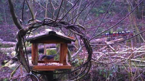 Nuthatch On Bird Table Stock Footage 158427512