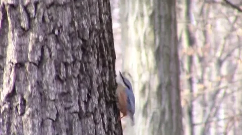Nuthatch bird tracking Stock Footage 46976304