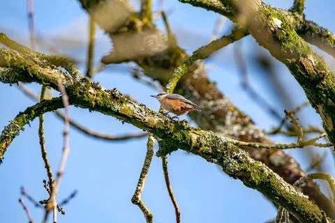 A Nuthatch bird in a tree looks down on a clear day. Stock Photos