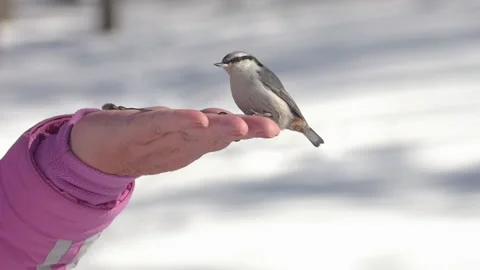 Nuthatch bird in winter forest Stock Footage 192390673