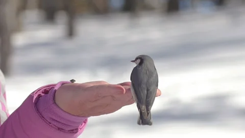 Nuthatch bird in winter forest Stock Footage 195108979