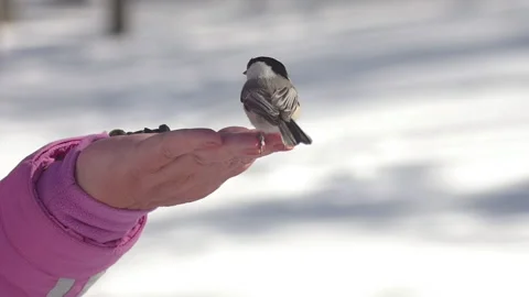 Nuthatch bird in winter forest Stock Footage 201025641