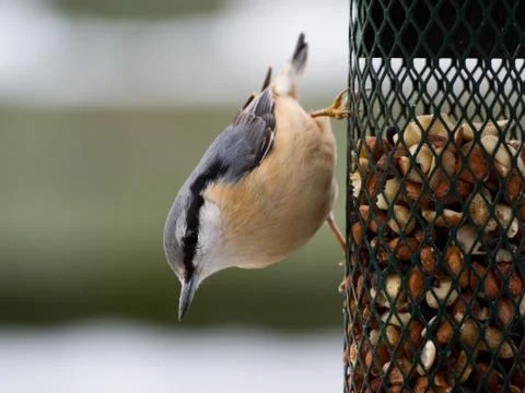 Nuthatch on a birdfeeder Stock Photos