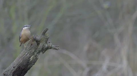 Nuthatch on the branch. Stock Footage 68671862