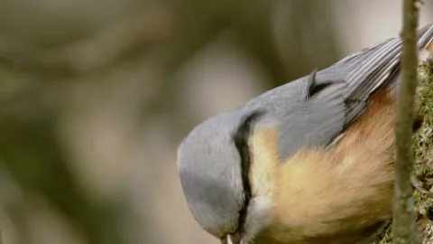 Nuthatch at a branch Stock Footage 207675748