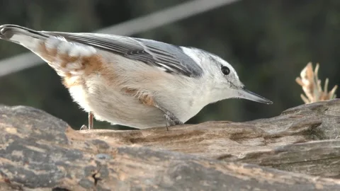 Nuthatch on branch Stock Footage 229983441
