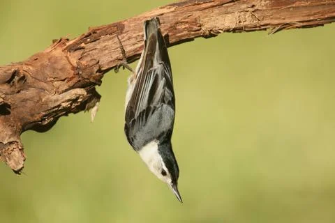 Nuthatch on a branch Stock Photos