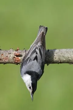 Nuthatch on a branch Stock Photos