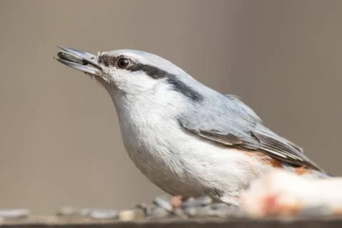 Nuthatch on the branch Stock Photos