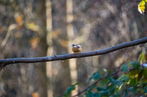 A nuthatch on a branch Stock Photos