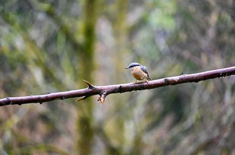 A nuthatch on a branch in the rain Stock Photos