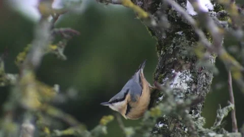 Nuthatch on a branch in wind and snowfall Stock Footage 288959641