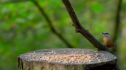 NUTHATCH CHAFFINCH COAL TIT MARSH FORGE VALLEY Stock Footage 70704267