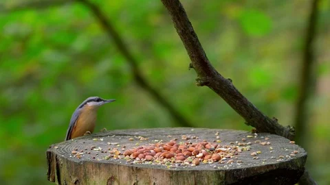NUTHATCH CHAFFINCH FEEDING FORGE VALLEY EAST AYTON Stock Footage 70704981