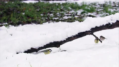 Nuthatch chasing tits in the snow Stock Footage 321397292