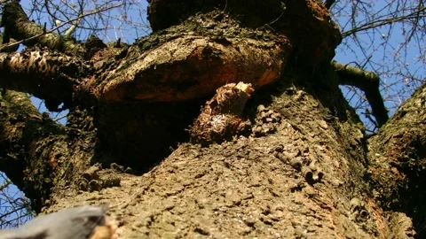 Nuthatch climbing up and down tree trunk Stock Footage 315213097